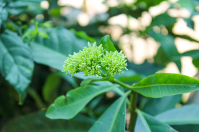 Close-up of green plant