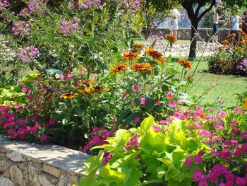 Pink flowering plants in garden