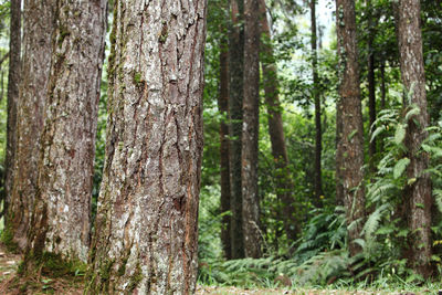 Trees growing in forest