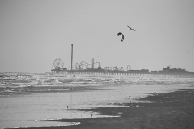 Seagulls flying over beach