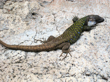 Close-up of lizard