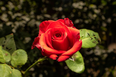 Close-up of red rose bud in the garden