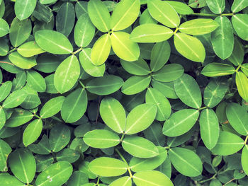 Full frame shot of green leaves