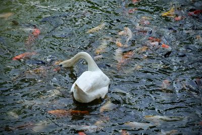 High angle view of swan floating on lake