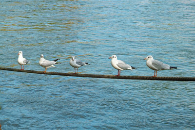 Seagulls perching on a beach