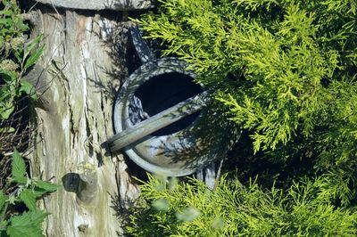 Plant growing on wall