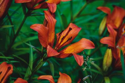 Close-up of orange day lily