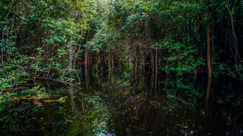 Trees in forest