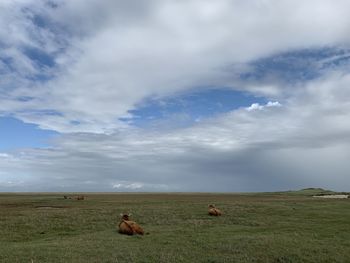 Horses in a field