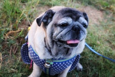 Close-up portrait of dog