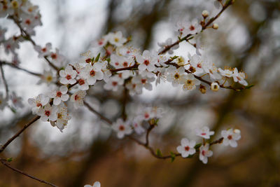 Close-up of cherry blossoms in spring