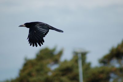 Low angle view of bird flying against sky