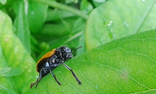 Close-up of fly on leaf