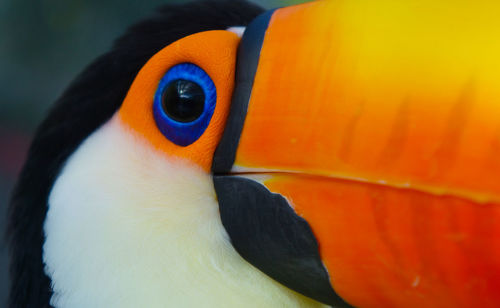 Close-up of toucan