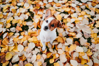 Cute jack russell dog outdoors on yellow leaves background. autumn season