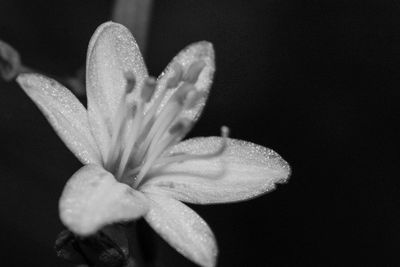 Close-up of flower at night