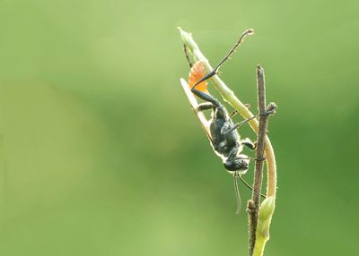 Close-up of insect on plant