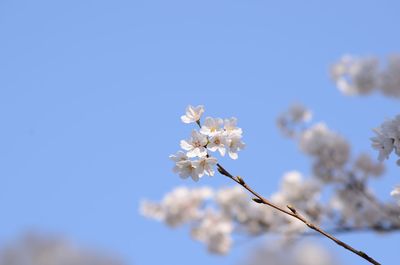 Low angle view of cherry blossoms against sky