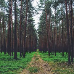 Road passing through forest