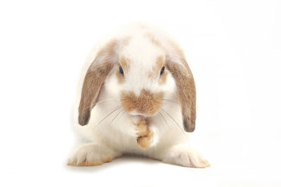 Close-up of a dog over white background