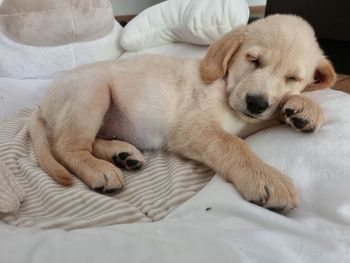 Portrait of puppy resting on bed at home