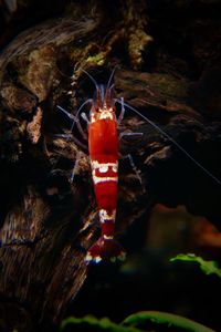Close-up of red caterpillar