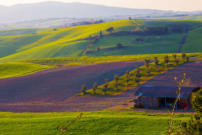 Scenic view of vineyard against sky