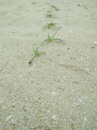 High angle view of insect on sand