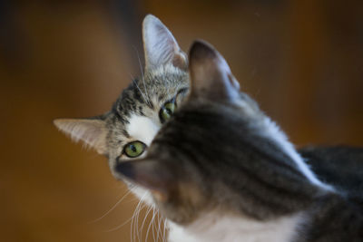 Close-up of cat with reflection on mirror