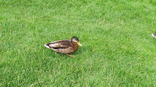 High angle view of bird on field