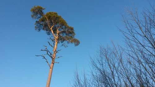 Low angle view of bare tree against clear blue sky