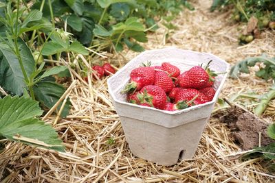 Fruits in container on field