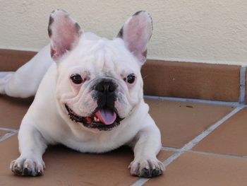 Portrait of white dog at home