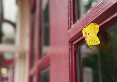 Small yellow butterfly with hairy body on wooden window frame ,focus on its hairy body and head