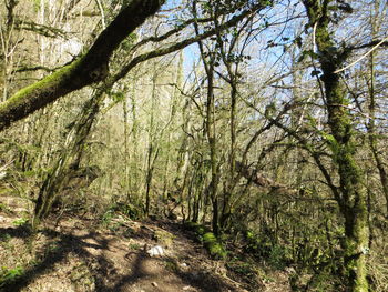 Trees in forest