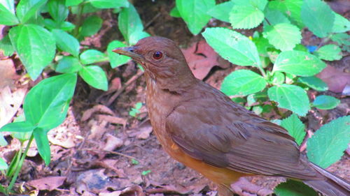 Close-up of bird on leaf