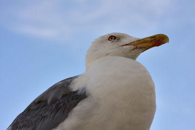 Low angle view of eagle against sky