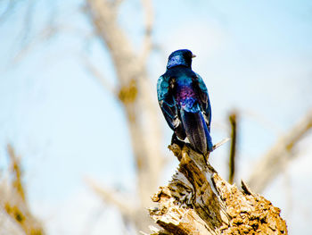 Close-up of bird perching on tree