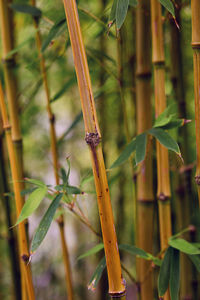 Close-up of bamboo plant