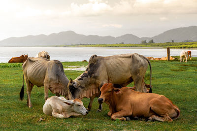 Cows on field against sky