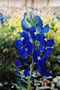 Close-up of purple flowers blooming outdoors