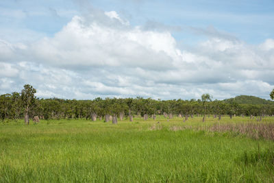 Scenic view of agricultural field against sky