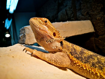 Close-up of lizard