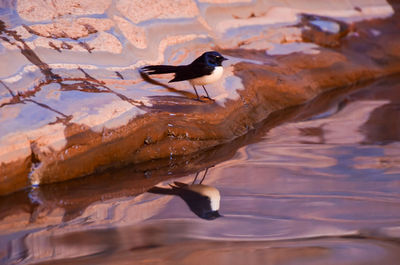 Seagull perching on lake