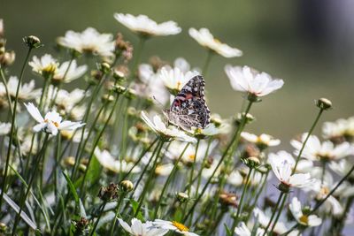 Close-up of butterfly on white flowers