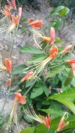Close-up of orange flowers blooming outdoors