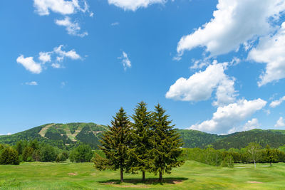 Scenic view of trees on field against sky