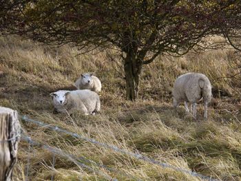 Sheep grazing in grass