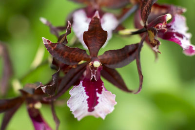 Close-up of purple flowering plant leaves