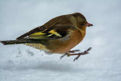 Close-up of bird perching